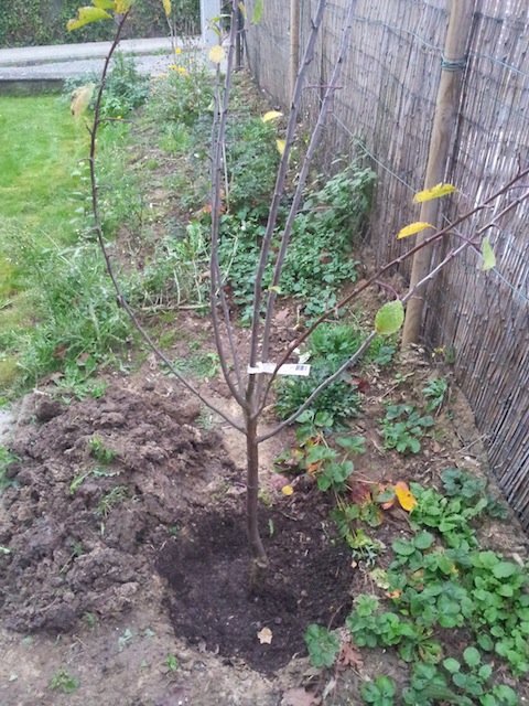 planter un prunier