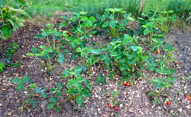 comment planter fraisier