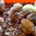 15 poussins dans le salon...