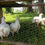 Poulets Hybro dans un enclos mobile
