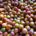 Mirabelles de Nancy