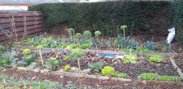 Le potager en hiver