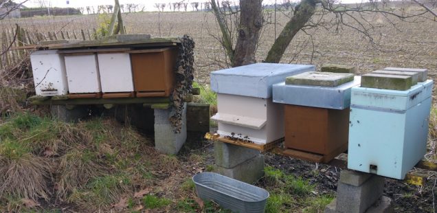 Stress pour la survie des abeilles après l'hiver...