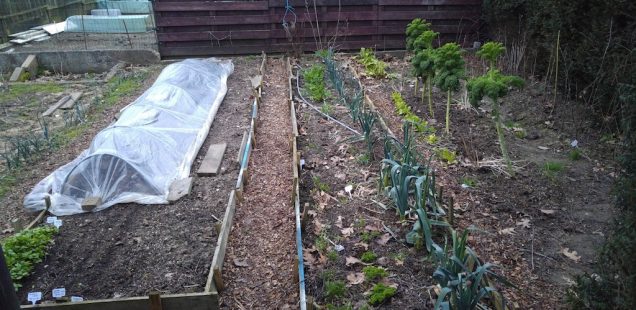 potager 13 mars 2017