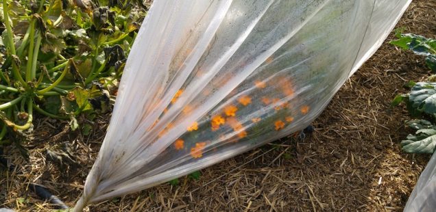 Semis hâtifs au potager dès février sous un tunnel de forçage