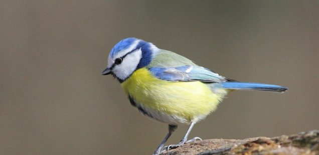 Les oiseaux : auxiliaires indispensables au potager