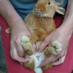 Comment déterminer le sexe des lapins ?
