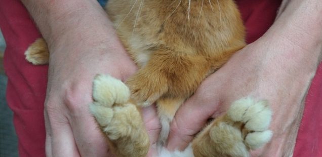 Comment déterminer le sexe des lapins ?