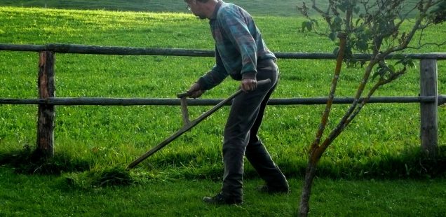 Faux ou débroussailleuse ?
