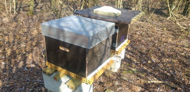 Sortie d'hivernage des abeilles