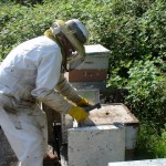 Comment devenir apiculteur ?