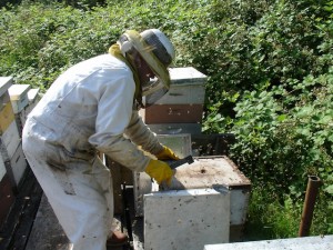 Découvrir l'apiculture