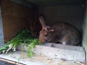 Les lapins apprécient les "mauvaises herbes"