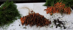 Nettoyage des carottes