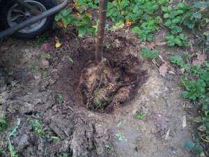 Plantation d'un arbre fruitier