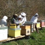 Apiculture : visite de printemps au rucher !