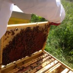 Préparer ses cadres de ruche pour accueillir les abeilles