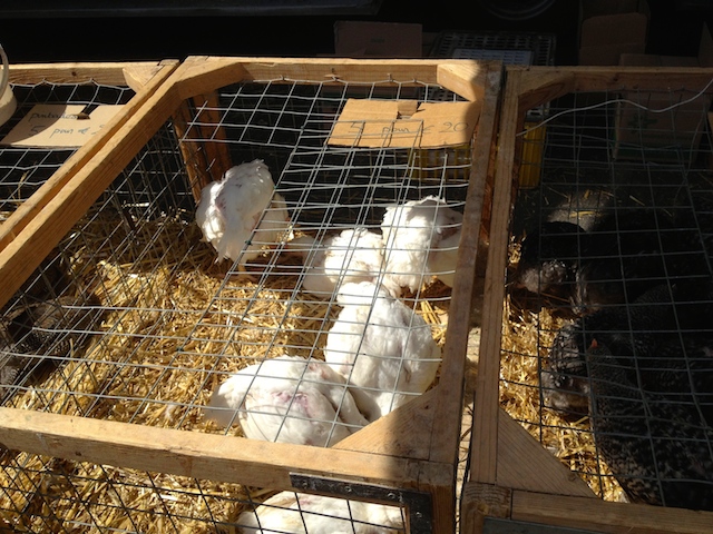Granulés d'élevage pour lapins 20 kg Aveve