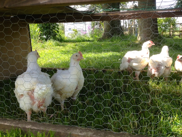 Elevage de poulet fermier à la maison