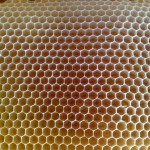 Evolution de la ruche et première récolte de miel