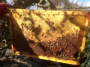 Vérification des réserves de miel pour l'hiver