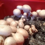 Comment cultiver des champignons dans votre cave ?