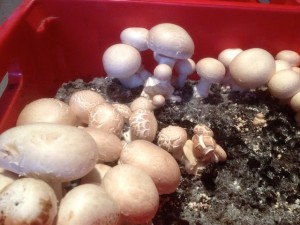 Comment cultiver des champignons dans votre cave ?