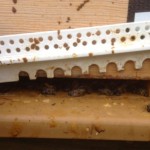 Importantes pertes hivernales dans la ruche !