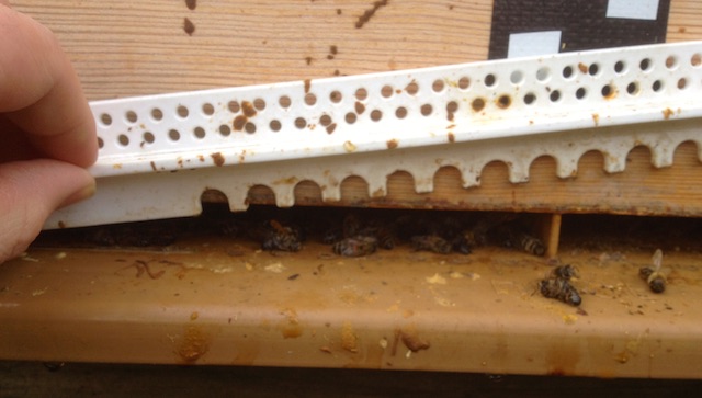 Importantes pertes hivernales dans la ruche !