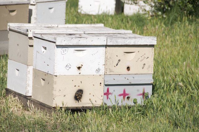 La ruche : Dadant ou Warré ?