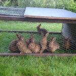 Notre élevage de la lapins