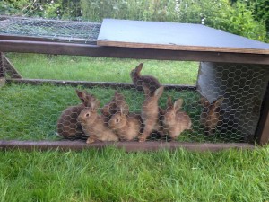 Notre élevage de la lapins