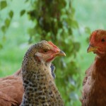 Peut-on élever des poulets avec des poules ?