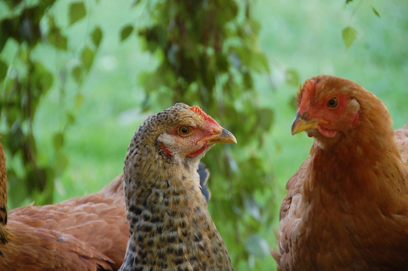 Peut-on élever des poulets avec des poules ?