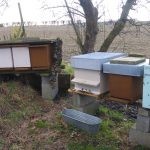 Stress pour la survie des abeilles après l’hiver…