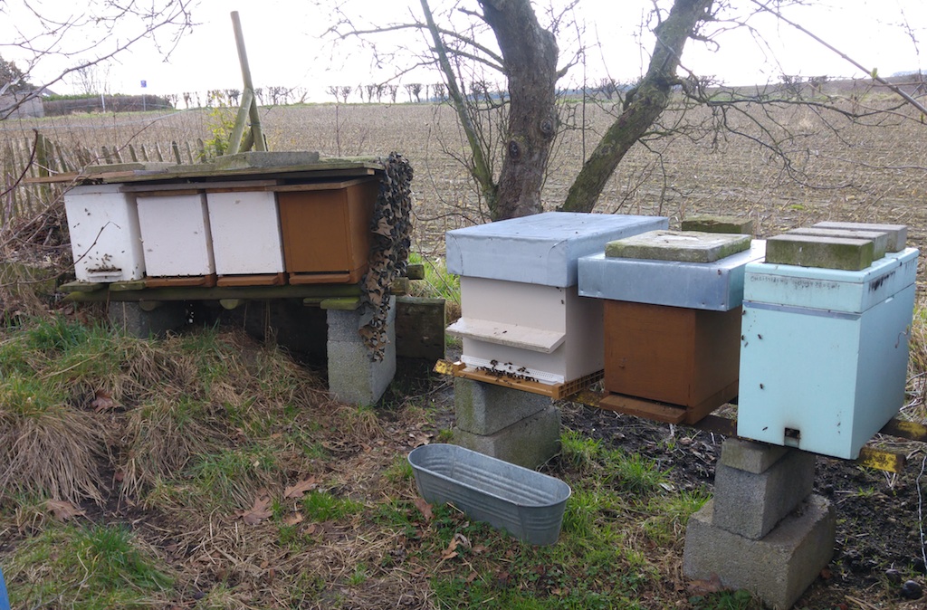 Stress pour la survie des abeilles après l’hiver…